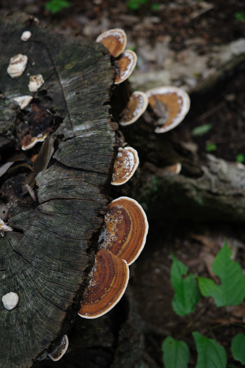 home_slider_06_mushroom